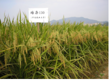 C:\Users\Administrator\Desktop\种植篇1\图片6.png