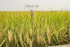 C:\Users\Administrator\Desktop\种植篇1\图片4.png