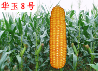 C:\Users\Administrator\Desktop\种植篇1\图片7.png