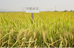 C:\Users\Administrator\Desktop\种植篇1\图片2.png
