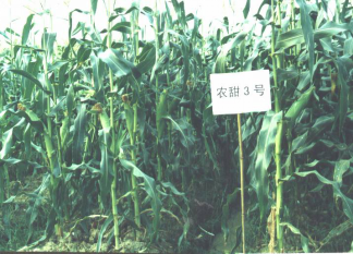 C:\Users\Administrator\Desktop\种植篇1\图片11.png