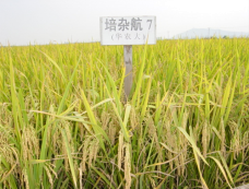 C:\Users\Administrator\Desktop\种植篇1\图片1.png