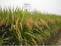 C:\Users\Administrator\Desktop\种植篇1\图片5.png